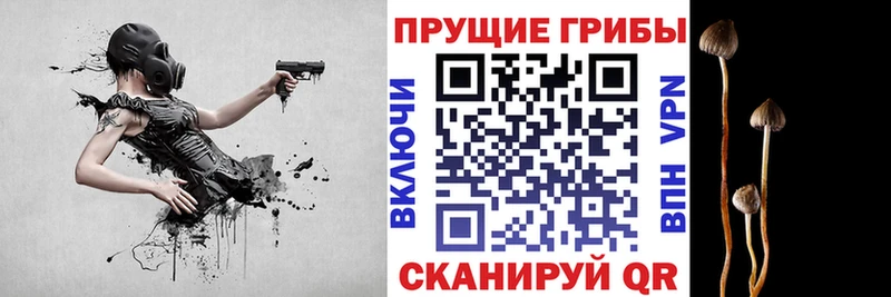 Галлюциногенные грибы Psilocybe  Ростов-на-Дону 